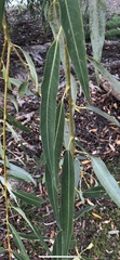 Salix babylonica