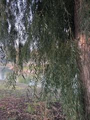 Salix babylonica