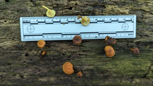 Pholiota