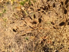 Lomatium suksdorfii