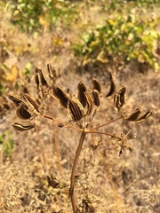 Lomatium suksdorfii