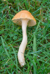 Cuphophyllus pratensis pratensis