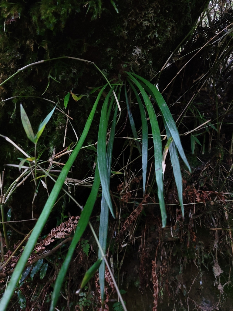 Haplopteris taeniophylla