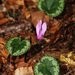 Cyclamen purpurascens - Photo (c) HermannFalkner/sokol,  זכויות יוצרים חלקיות (CC BY-NC)