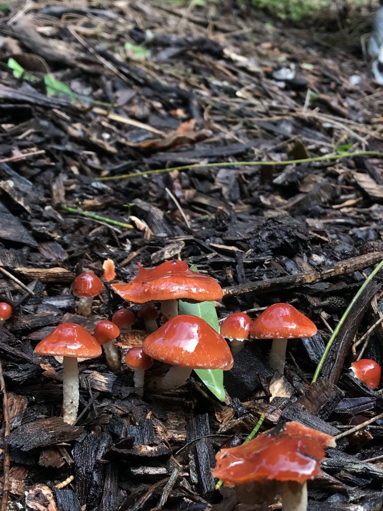 Chip Cherries from North Island, Auckland, Auckland, NZ on May 21, 2023