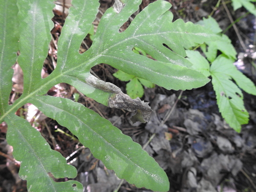 Chirosia gleniensis (Huckett, 1924)