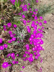 Lampranthus emarginatus