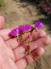 Lampranthus emarginatus