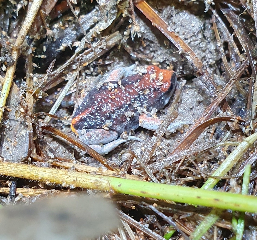 Magnificent Broodfrog