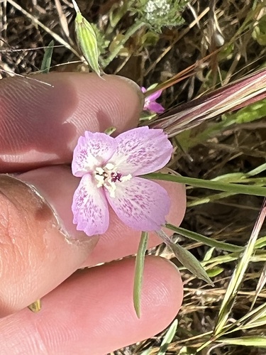 iNaturalist observation photo of Chaparral Clarkia