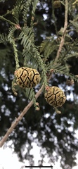 Sequoia sempervirens