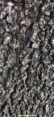 Quercus