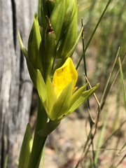 Orthochilus litoralis