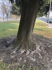 Quercus