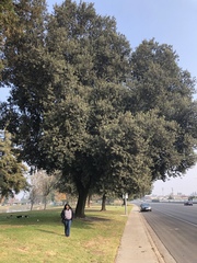 Quercus