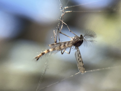 iNaturalist observation photo of Phantom Midges