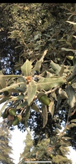 Quercus