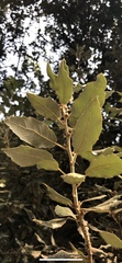 Quercus