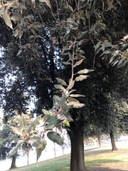 Quercus