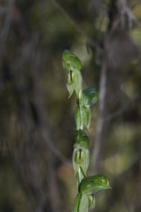 Pterostylis smaragdyna