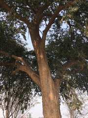Ulmus parvifolia