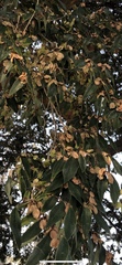 Ulmus parvifolia