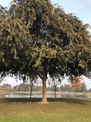 Ulmus parvifolia