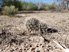 Coryphantha robustispina uncinata