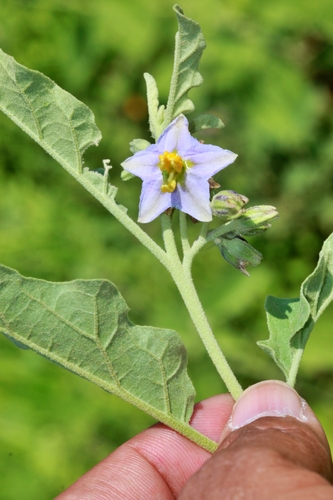 Solanum melastomoides
