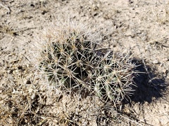 Coryphantha robustispina uncinata