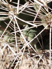 Coryphantha robustispina uncinata