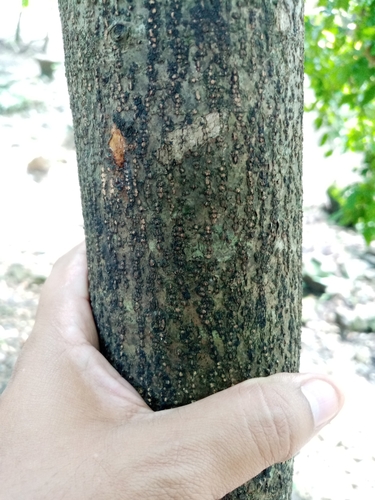 Image of Myroxylon peruiferum by (c) Pier Luiggi Maquilón, some rights reserved (CC BY)