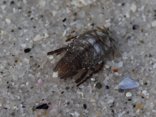 Chaetilia tasmanica