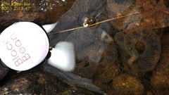 Hynobius unisacculus