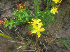 Hypericum aethiopicum