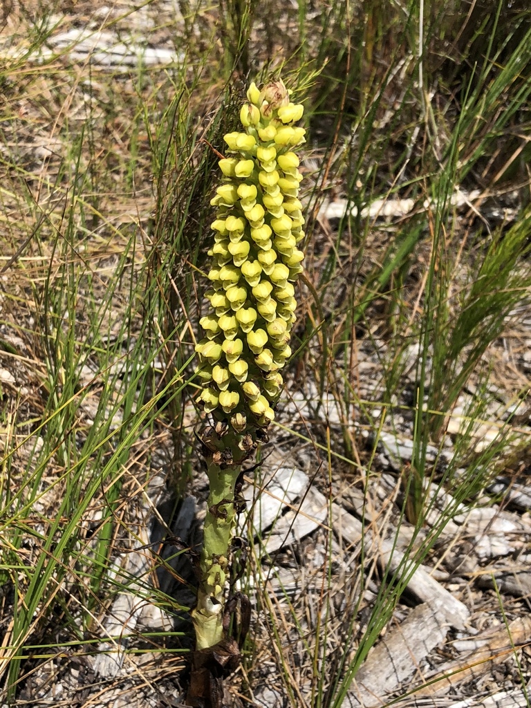 Corycium bicolorum
