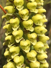 Pterygodium bicolorum