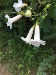 Amphilophium lactiflorum