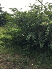 Amphilophium lactiflorum