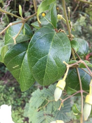 Amphilophium lactiflorum