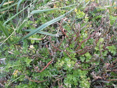 Apium prostratum filiforme