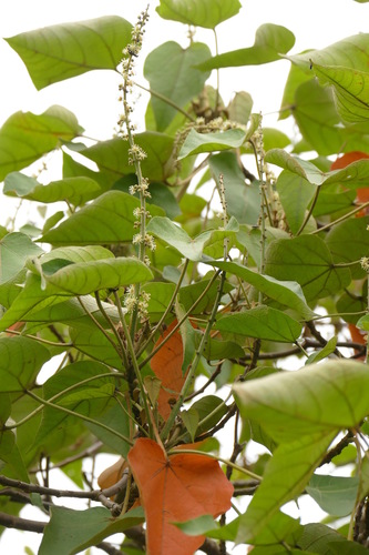 Croton urucurana