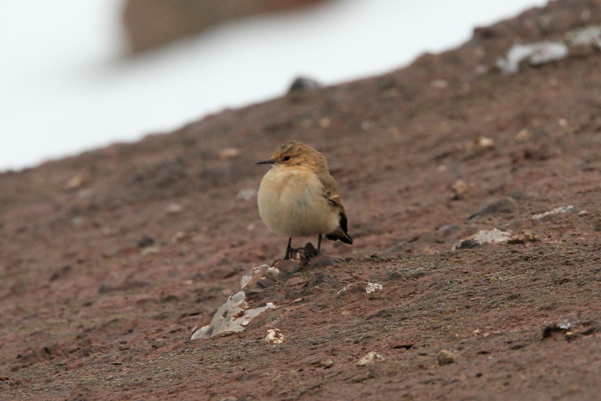 Dark-winged Miner (Geositta saxicolina), photo 4