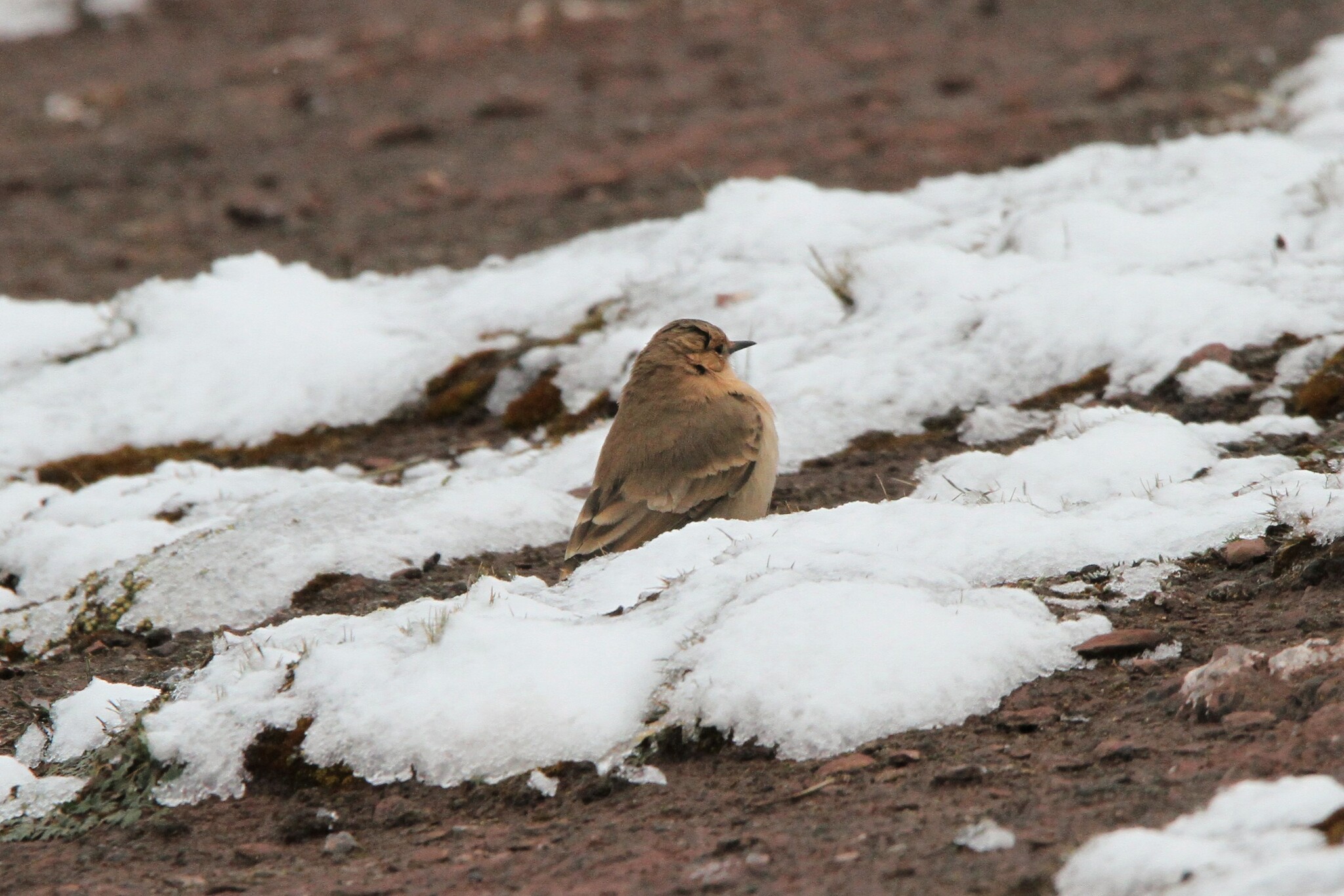 Dark-winged Miner (Geositta saxicolina), photo 5