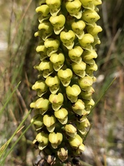 Pterygodium bicolorum