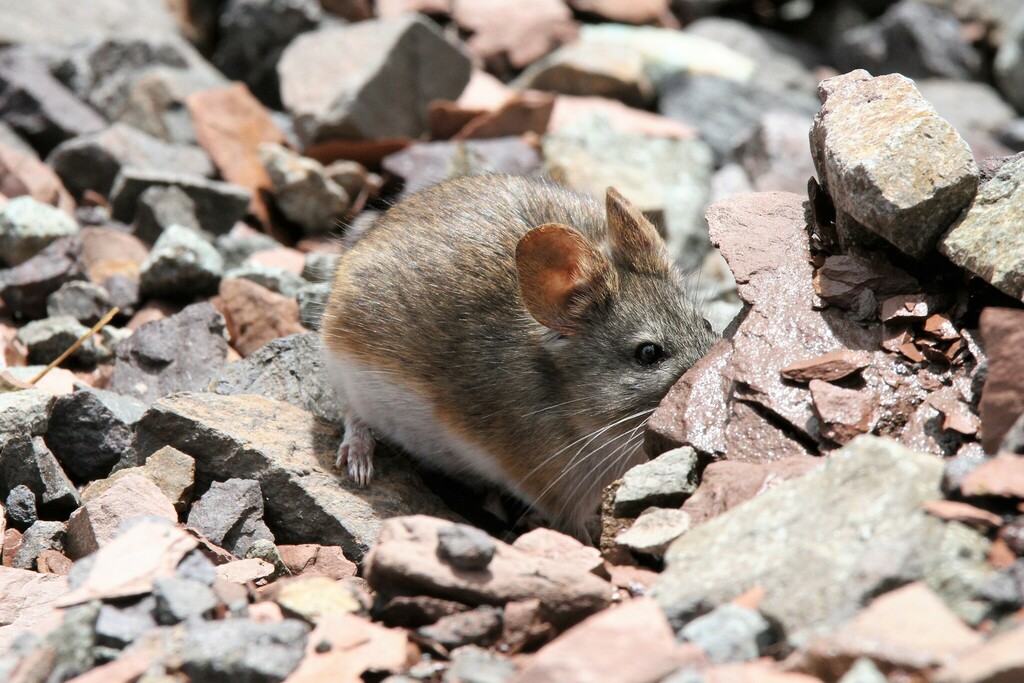 Painted Big-eared Mouse