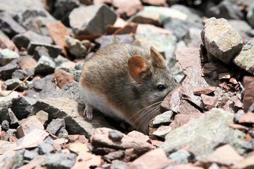 Painted Big-eared Mouse