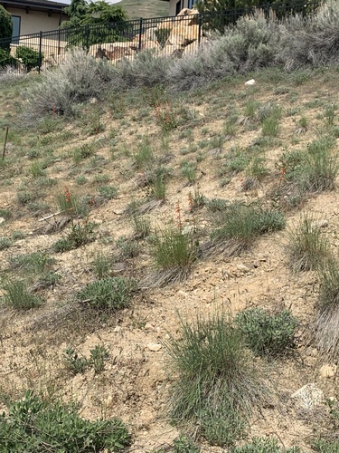 Penstemon eatonii