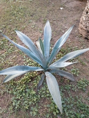Agave