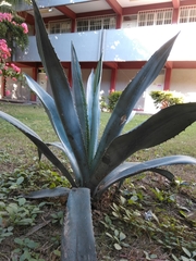 Agave